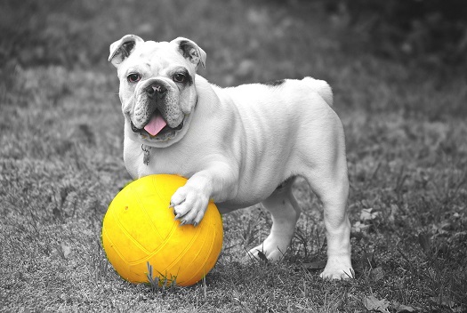 white boxer dog with his paw on yellow ball