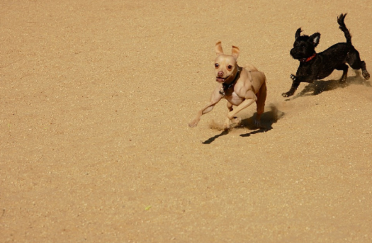 picture of little brown dog being chased by a little black dog