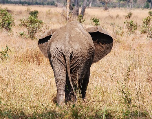 a picture of an elephant's butt