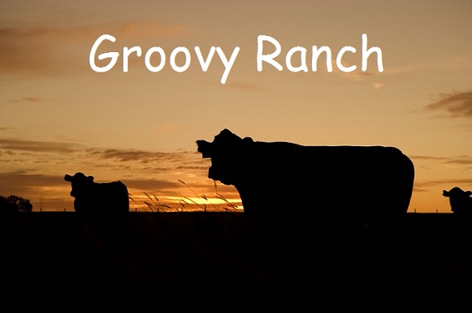 a caption of Groovy Ranch superimposed over the silhouette of cows in a pasture as dusk